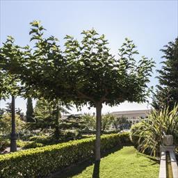 Virtual tour El Lebrel Pedrola